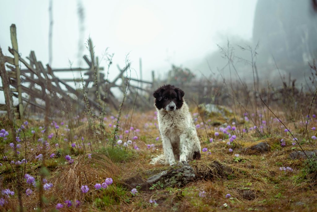 Celebrating the Unconditional Love of Dogs on National Dog Day